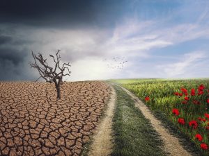 Harnessing Climate and Regulatory Change for Growth