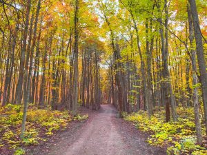 AI Project Strengthens Canada’s Forest Sector 1