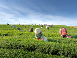 Kellanova, Walmart, Indigo Ag Boost Regenerative Farming