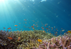 Bloomberg Philanthropies Deploys $260 Million to Expand Global Ocean Protection
