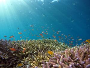 Bloomberg Commits $260M to Oceans